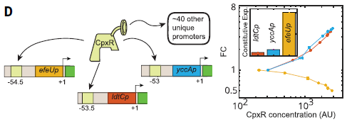 La Ley Universal del Termostato Genético: Descubren un Mecanismo de “Control de Crucero” que Gobierna Todos los Genes
