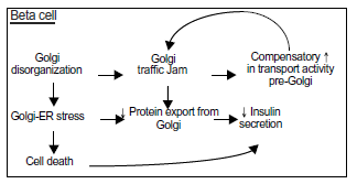 El Precio Oculto de la Dieta Keto: Un Estudio a Largo Plazo Revela Graves Riesgos para la Salud