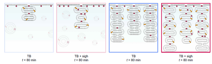 El Secreto de un Suspiro: Descubren la Física Oculta que ‘Reinicia’ Nuestros Pulmones y Podría Salvar Vidas