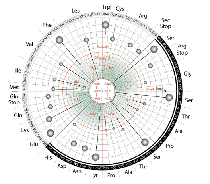Arqueología Molecular: Descifran el Origen del Código Genético en los ‘Fósiles’ de las Primeras Proteínas