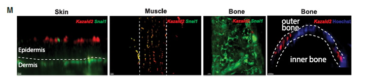 El “Efecto Mariposa” de la Regeneración: Descubren cómo la Amputación de una Pata Despierta a Todo el Cuerpo del Ajolote