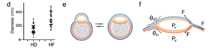 Hemifusomas: Descubren un Nuevo ‘Portal’ Celular que Resuelve un Viejo Misterio de la Biología