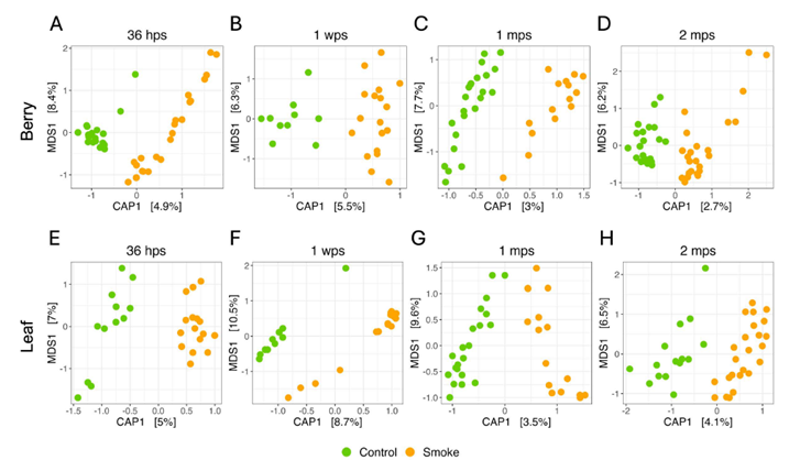 Bacterias al Rescate del Vino: El Microbio que “Limpia” el Sabor a Humo de las Uvas