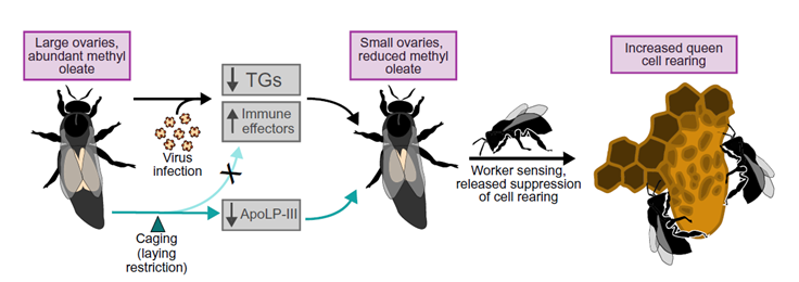 La Señal Química de una Reina Enferma: Cómo un Virus Desestabiliza la Colmena de Abejas desde Adentro