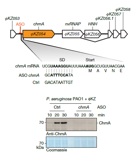 Hackeando a los Hackers: La Herramienta que Silencia Genes de Virus para Combatir Superbacterias