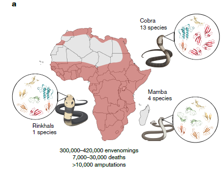 Un Antídoto del Siglo XXI: Nanoanticuerpos de Llama Crean un Súper Antiveneno contra las Serpientes más Letales de África