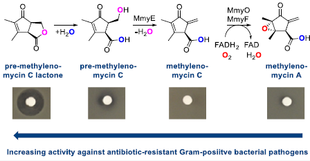 El Secreto del Antibiótico Olvidado: Científicos Descubren Moléculas “Intermedias” con un Poder Sorprendente contra las Superbacterias