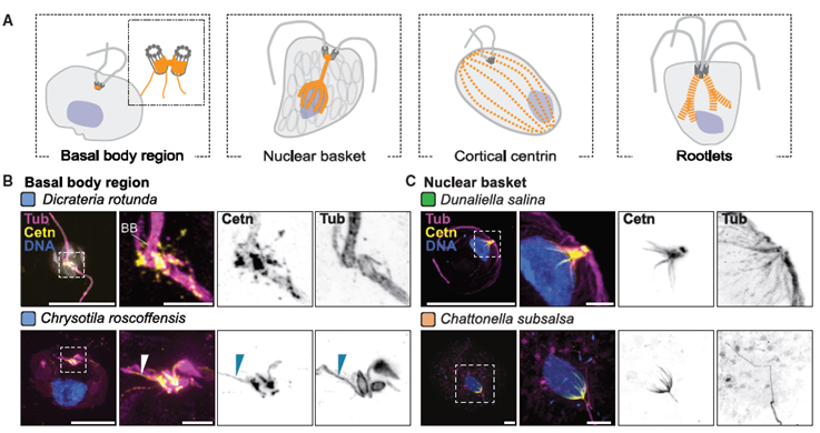 El citoesqueleto es más diverso de lo imaginado; científicos logran elaborar un mapa de la diversidad de esta importante estructura.