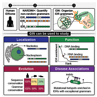 Descifrando la Gramática Oculta de las Proteínas: El Lenguaje que Gobierna la Célula