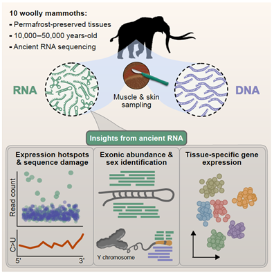 El Eco Genético de la Edad de Hielo: Científicos Rescatan el ARN de Mamuts y Escuchan sus Genes por Primera Vez