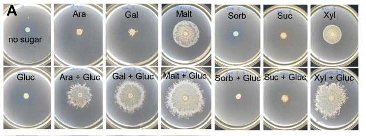Surfeando en su propia ola: descubren un nuevo y sorprendente mecanismo de movimiento bacteriano