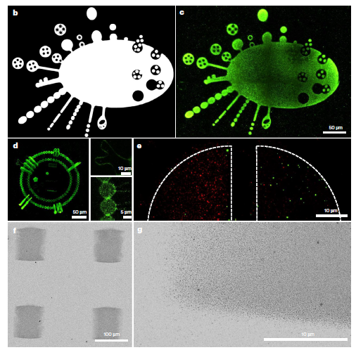 LEVA: La Impresora de Luz que Dibuja con las Partículas de la Vida