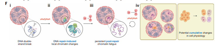 Fatiga Cromatínica: La Cicatriz Oculta que Nuestro ADN Nunca Olvida