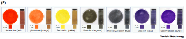 🌈 Tejiendo el Arcoíris: Bacterias que fabrican y colorean textiles en un solo paso