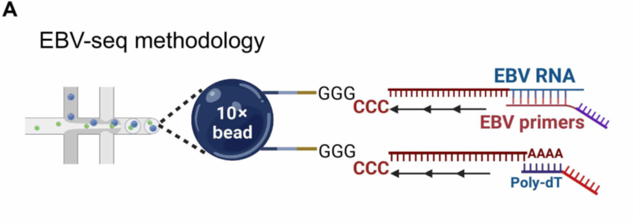 El Virus Común que Despierta al “Lobo”: Descifran el Vínculo Directo entre la Mononucleosis y el Lupus