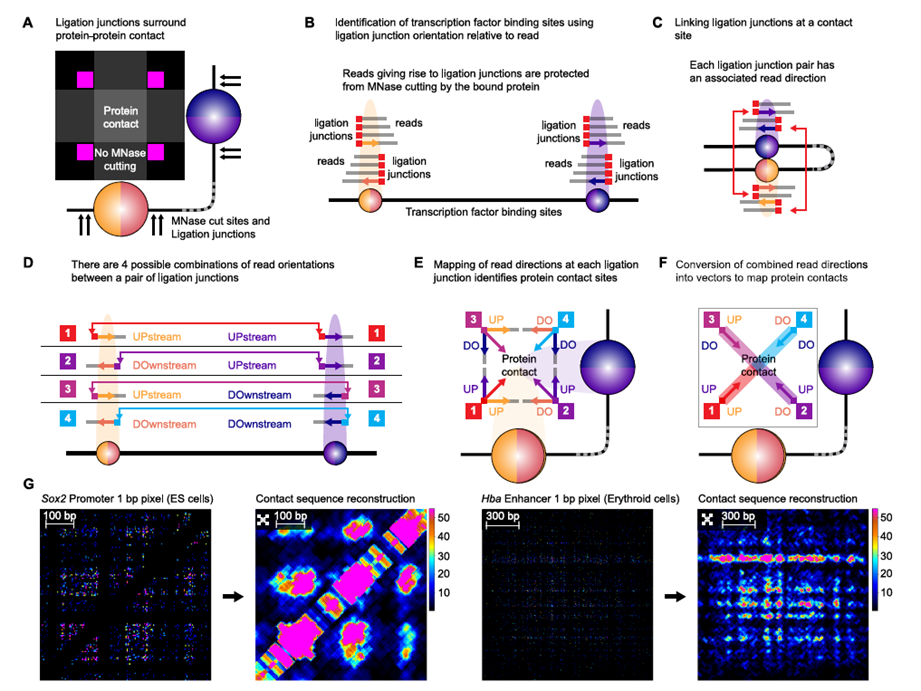 Revelando la Coreografía Secreta del Genoma: Un Modelo Unificado para Entender Cómo se Encienden y Apagan los Genes