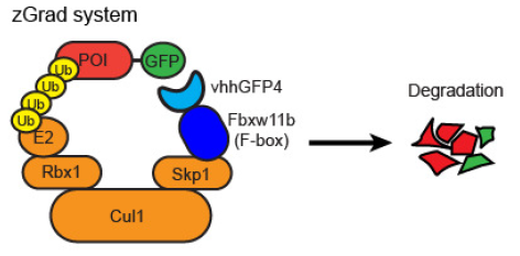 zGrad: Un “interruptor de apagado” molecular para estudiar las proteínas en el pez cebra