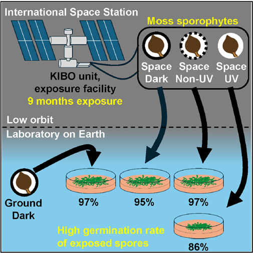 🚀 Jardineros del Espacio: Este musgo sobrevivió 9 meses al vacío cósmico “sin traje espacial”