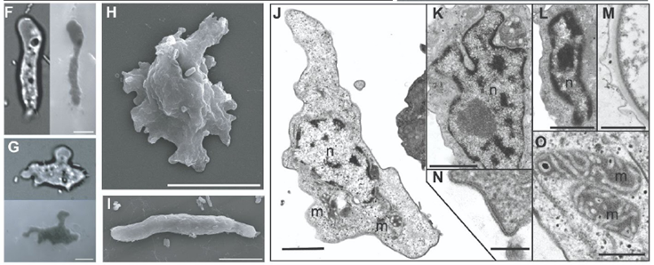 🔥 ¡Récord Mundial Biológico! Una “Ameba de Fuego” rompe el límite de calor para la vida compleja