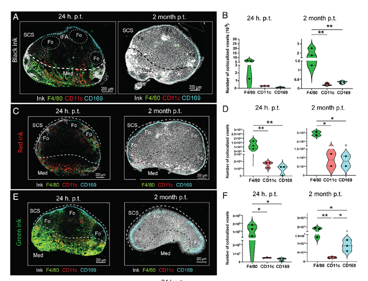 💉 ¿Tatuajes y vacunas? Un nuevo estudio revela cómo la tinta altera tu sistema inmune