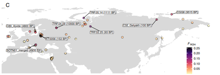 🧬 El ADN del “Mejor Amigo”: Reconstruyendo 10,000 años de historia canina para entender su salud actual
