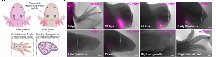 🦎 El secreto de la “inmunidad eterna”: El axolote puede regenerar su timo desde cero