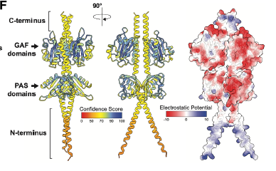 🧬 El Eslabón Perdido Molecular: Descubren una proteína “híbrida” que une a las bacterias con nosotros