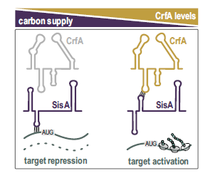 🧬 Ingeniería Genética Natural: El mecanismo de “esponja de ARN” que salva a Caulobacter de la inanición