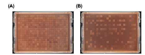 🧪 De la Placa al Fenotipo: El “Gold Standard” para el Screening Químico-Genómico de Alto Rendimiento