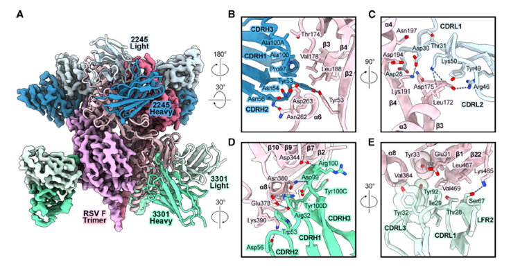 🧬 MAGE: La Inteligencia Artificial Generativa que diseña anticuerpos humanos “a la carta” sin plantilla previa