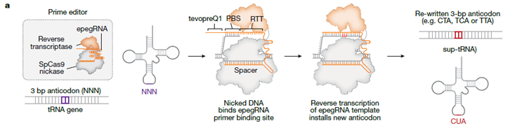 🧬 PERT: La “llave maestra” de la edición genética que podría curar miles de enfermedades raras de un solo golpe