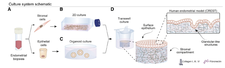 🤱 El primer “útero artificial” funcional revela los secretos ocultos de la implantación humana