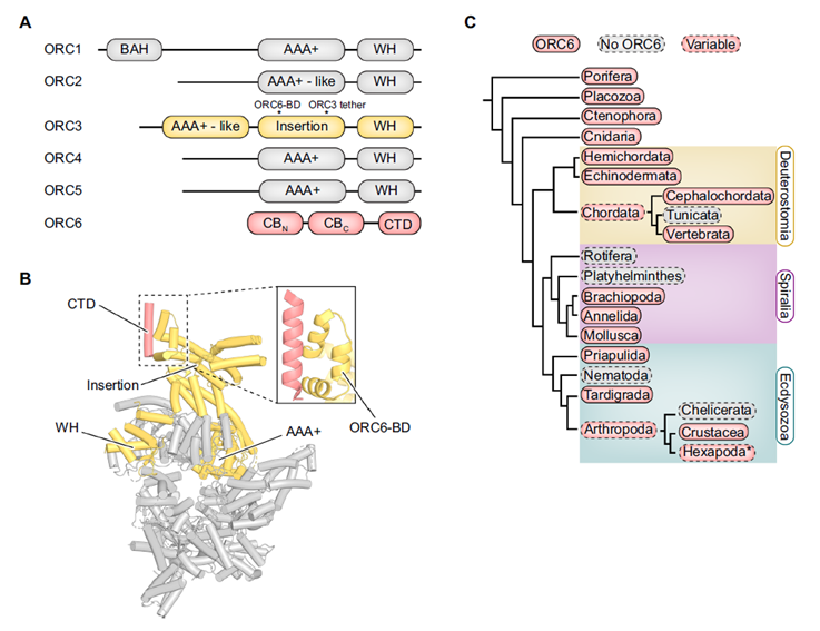 🧬 AlphaFold reescribe los libros de texto: La replicación del ADN es mucho más flexible y diversa de lo que creíamos