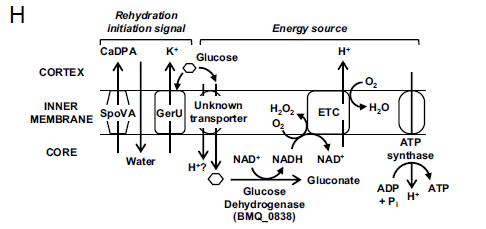 ⚡ El despertar eléctrico: Las esporas bacterianas reactivan su metabolismo bioenergético instantáneamente