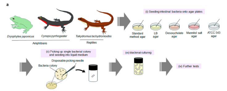 🐸 De la RANA a la CURA: Una bacteria intestinal de anfibios elimina tumores al 100% experimentalmente