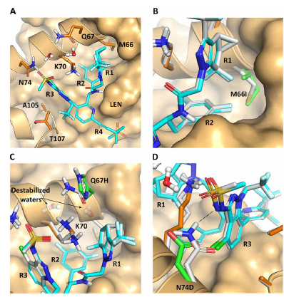🧬 El costo de la resistencia: El VIH paga un precio alto por evadir al Lenacapavir