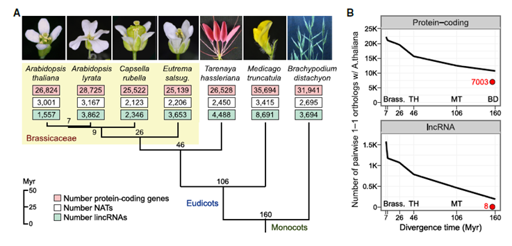 🌸 La Explosión Floral: Revelan cómo las plantas con flores reescribieron su manual genético para conquistar la Tierra