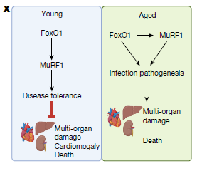 ⏳ Cuando la cura se vuelve veneno: El envejecimiento transforma los mecanismos de defensa del cuerpo