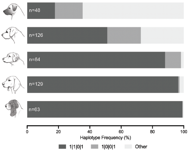 🐕 ¿Por qué algunos perros tienen orejas de “Dumbo”? La ciencia descifra el código genético