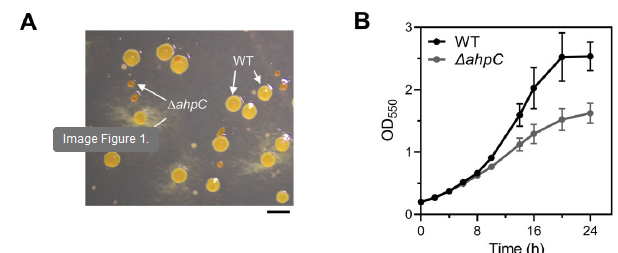 🧬 PexR: El “Sensor Alternativo” que salva a las bacterias del oxígeno tóxico