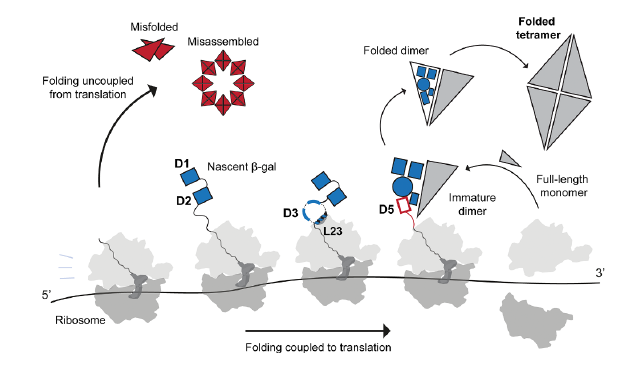 🏗️ El Ribosoma: El coreógrafo que evita el “caos molecular” en nuestras células