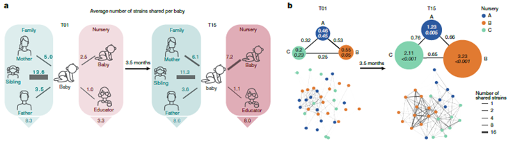 👶🤝👶 El “Intercambio Social” de Bacterias: Cómo el contacto entre bebés moldea su salud futura