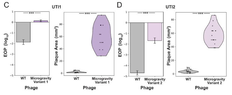 🚀 Virus en el espacio: ¿Cómo la microgravedad cambia la guerra entre bacterias y fagos?