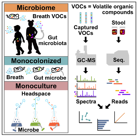 🌬️💩 Tu aliento es el espejo de tu intestino: La ciencia descubre cómo tus bacterias “hablan” al respirar