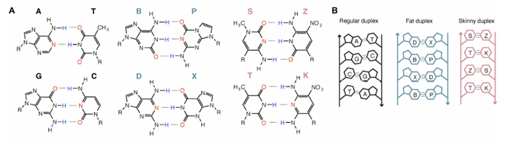🧬 Más allá de la naturaleza: El nuevo “abecedario” del ADN que revoluciona la nanotecnología