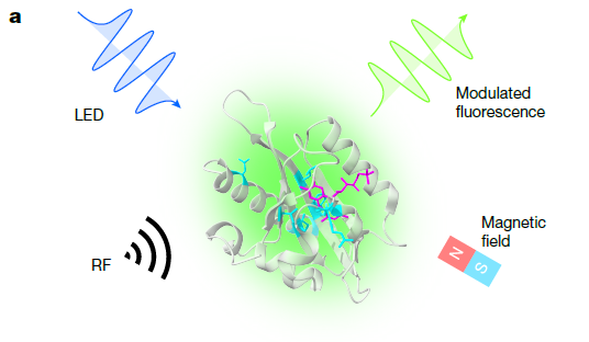 🌌 Proteínas Cuánticas: El nuevo “ojo” de la ciencia para ver dentro de las células