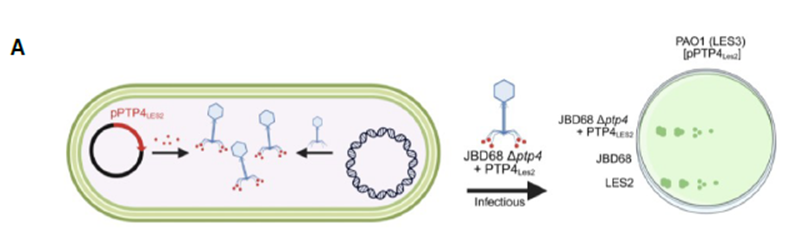 🧬 El “Caballo de Troya” Inverso: Profagos defienden su territorio reemplazando piezas clave de la bacteria
