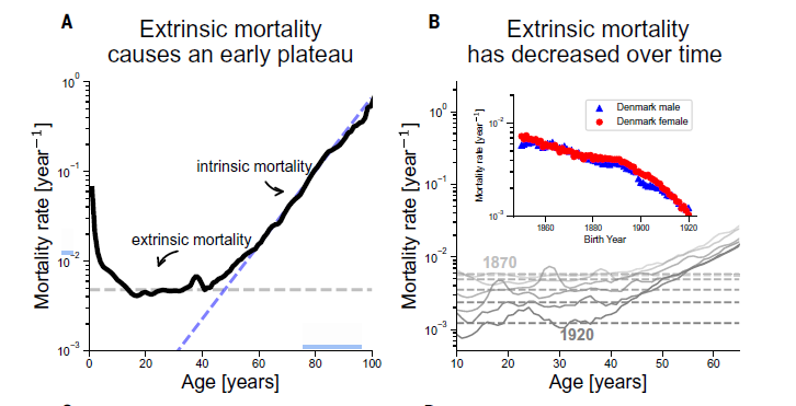 🧬 ¿Está escrita nuestra longevidad en el ADN? La ciencia revela que los genes importan el doble de lo que creíamos