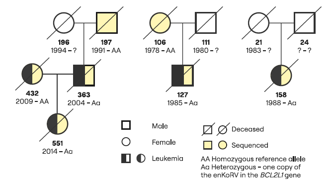 🐨 El “Virus Hereditario” del Koala: Una guerra genética que se libra en familia