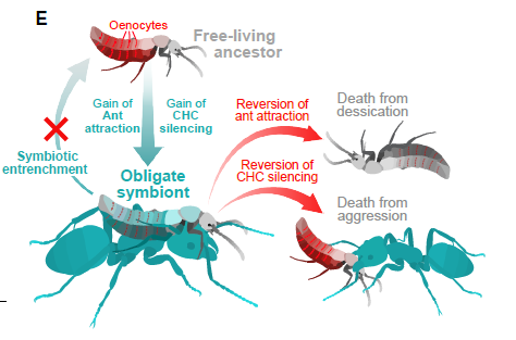 🕵️‍♂️ El “Beatle” infiltrado: El escarabajo que roba el perfume de las hormigas para sobrevivir